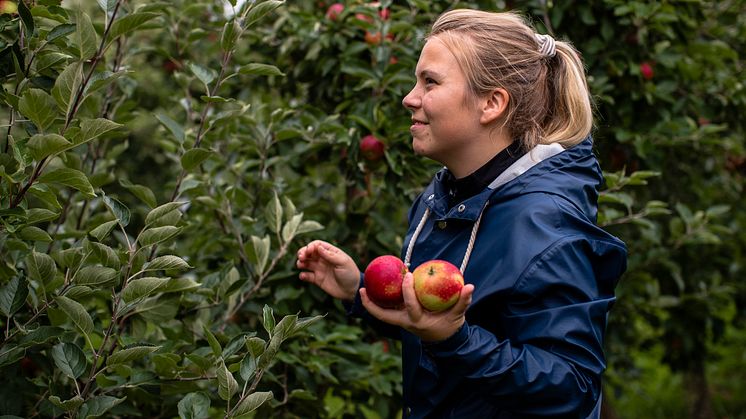 Att bli en medborgarforskare som letar efter skadegörare betyder att man som privatperson bidrar med sina observationer i ett visst område. Foto: Mathilda Ahlberg