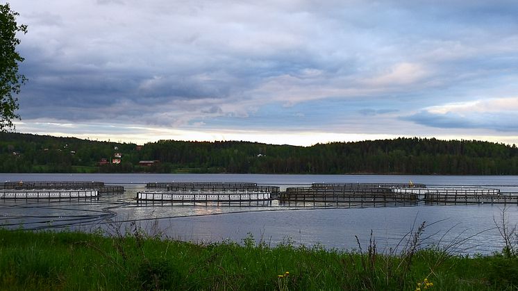 Glädjande nyheter, ökad livsmedelsproduktion i Sverige, nya miljötillstånd har meddelats för tre fiskodlingsföretag!