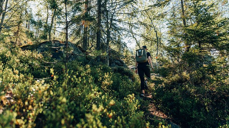 Tavelsjöleden förlängs österut. Foto: Visit Umeå