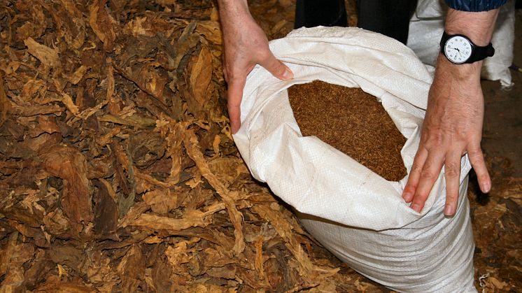 SW15.14 Processed and unprocessed tobacco