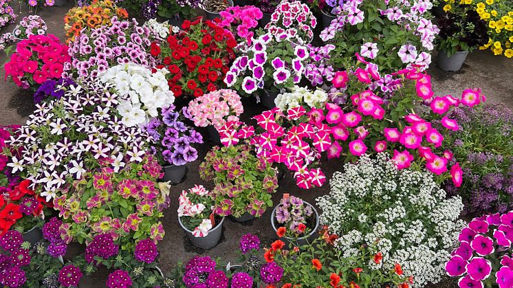 Ett färgstarkt utbud av sommarblommor kan vi glädja oss åt under 2024. Foto:Blomsterfrämjandet