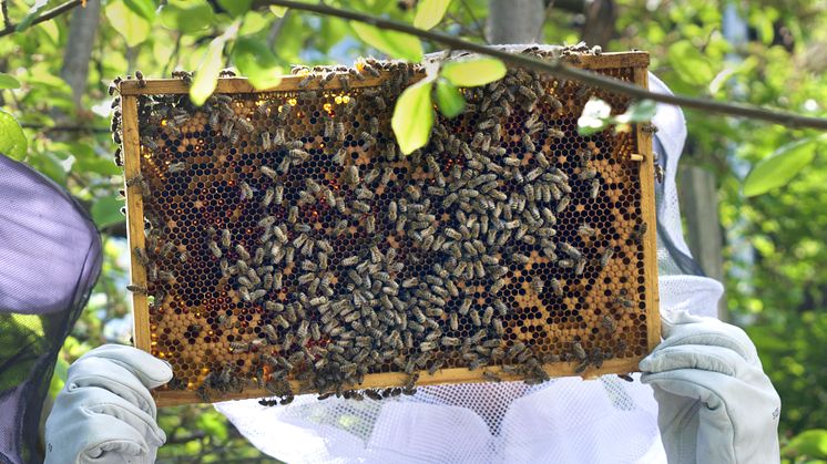 I bikupan finns hälsamma produkter som pollen, propolis och honung. Foto Anna Lind Lewin.