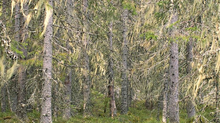 Äldre granskog i Risberget, rik på hänglav. Risberget är ett av de elva nya naturreservaten i Dalarna. Foto: Jan Bengtsson