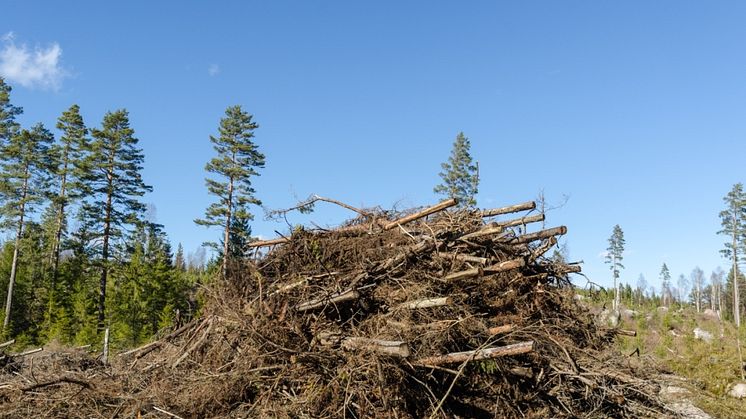 Förnybartdirektivet tillåter fortsatt användning av skogsrester