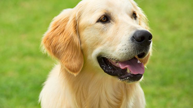 Purina Friskies ® -koiranruoka pärjäsi hyvin Kuluttajalehden vertailussa
