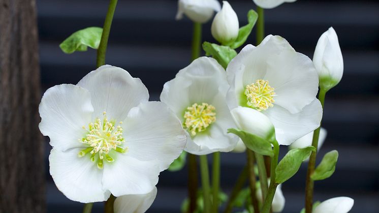 Julros vita blommor