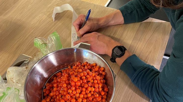 Rognebæreddik i produksjon