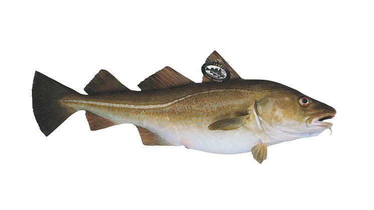 Skrei, som är en torsk, fiskas från januari till april. Bild: Norges sjömatråd 
