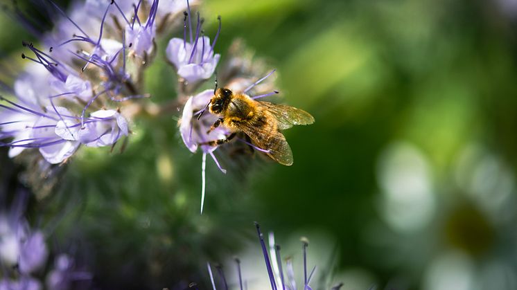 OLW och Felix ska få Skåne att blomstra 