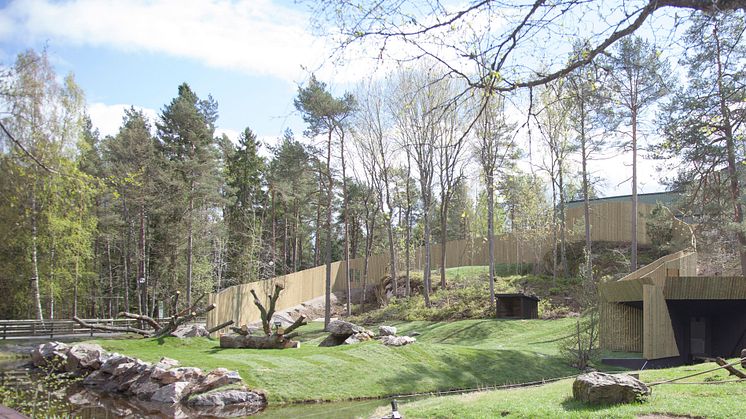 Större område att upptäcka för Kolmårdens gorillor