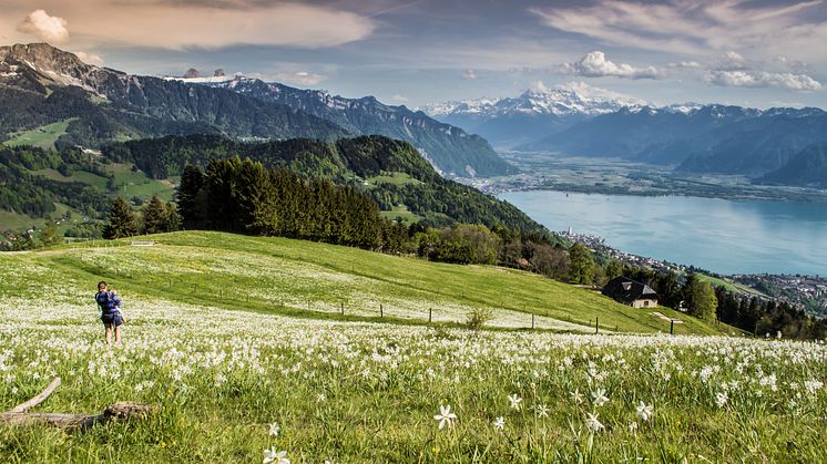 Narzissen, Aussicht auf dem Genfersee ©