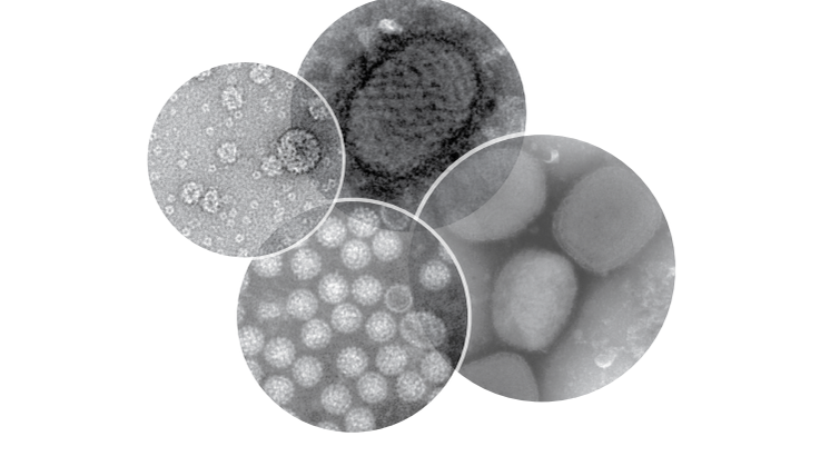 Vironova Particle Assessment Services