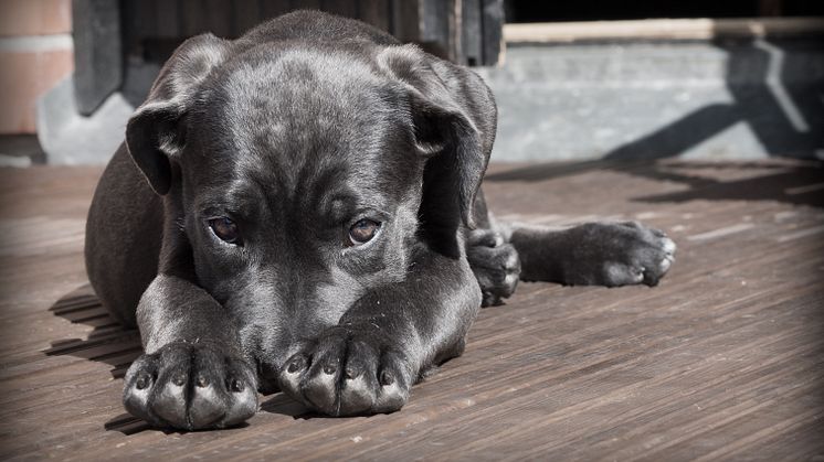 The Dog Days of Summer: August is the most popular month to insure a new pooch