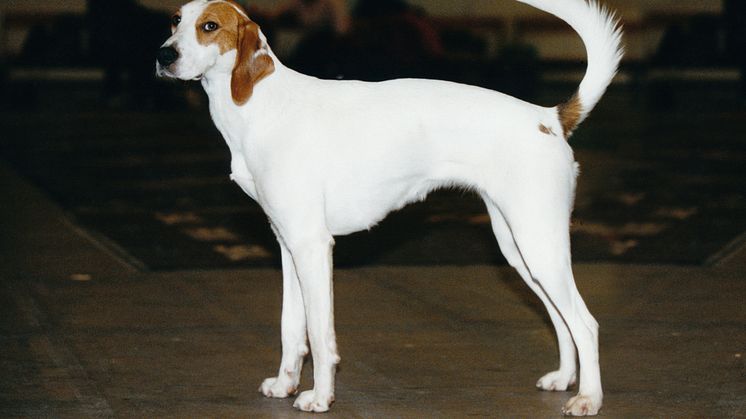 Ny ras i Sverige 2009 - american foxhound