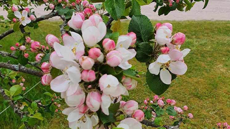 Anhörigdag i Göteborg 11 maj