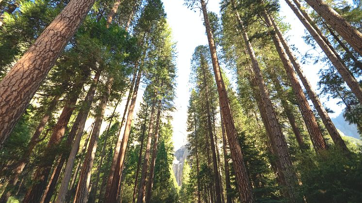 Now Elmia Wood opens – It’s high time to talk about the forest’s future! 