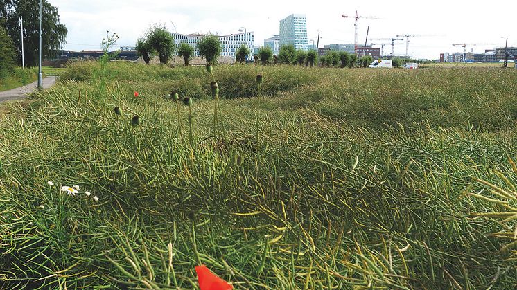 Vi presenterar vinnaren i projekttävlingen Hyllies största park