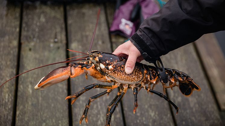 För hummer gäller minimimåttet 9 centimeter, mätt från ögonhålans bakkant till huvudsköldens bakkant, mätt parallellt med mittlinjen (så kallad carapaxlängd). Foto: Natalie Greppi