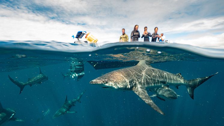 Blue Ocen Dive Resort .jpg
