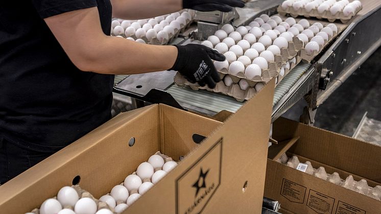 Stjärnägg AB, produktion