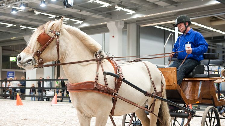 EuroHorse 2013
