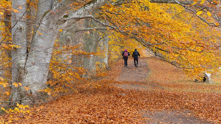 Östgötaleden