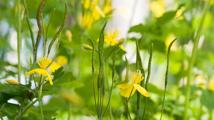 Så svarar svensk natur på klimatförändringar