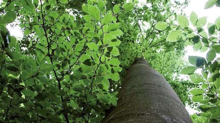 Skogen är populärare än någonsin trots minskad lönsamhet för skogsbruket 