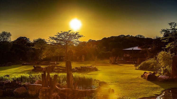 Abenddämmerung über der Kiwara-Savanne im Zoo Leipzig