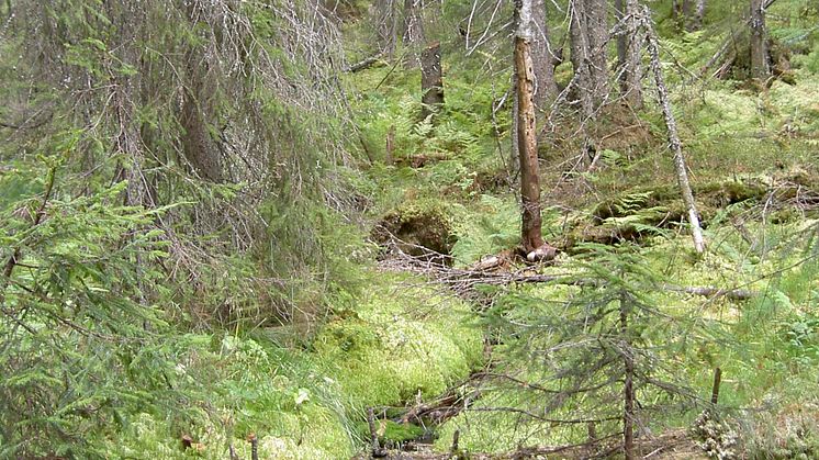 Lållansbergsbäcken