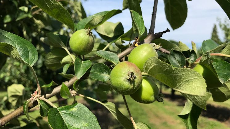 Äppelodlare oroliga för skörden
