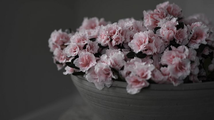 Azalean är den mest blomrika krukväxten på vårvintern. Foto: Blomsterfrämjandet/Marianne Wikner