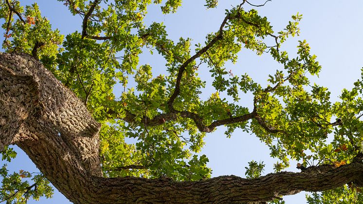 Bjelin-OAK-2