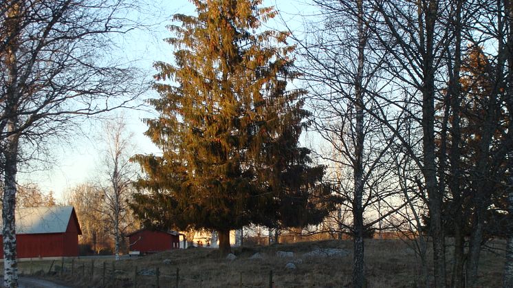 Kottar blir etanol eller tallbarrsolja. Här ett riktigt gammalt träd i naturskyddat område utanför Lyrestad.