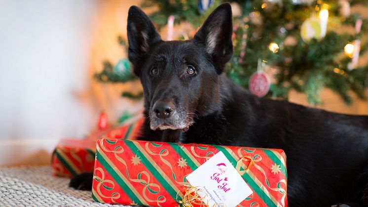 Hund med julklapp