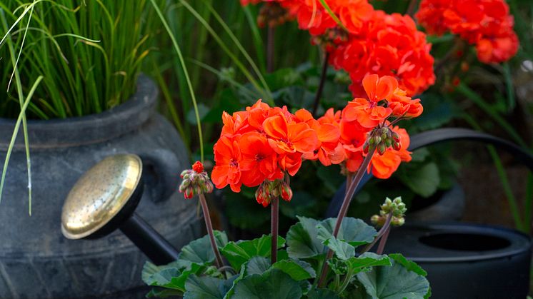 Årets Pelargon 2023 Pelargonium Moonlight Guido Foto annikasnaturligating (6)