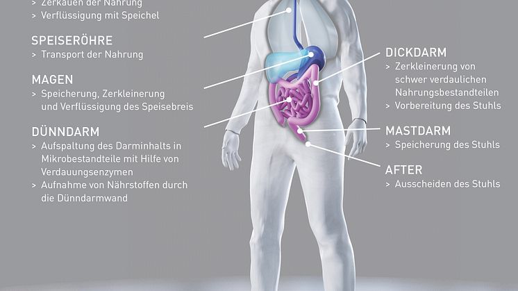 Funktionen der Verdauungsorgane: Vom Essen bis zum Ausscheiden