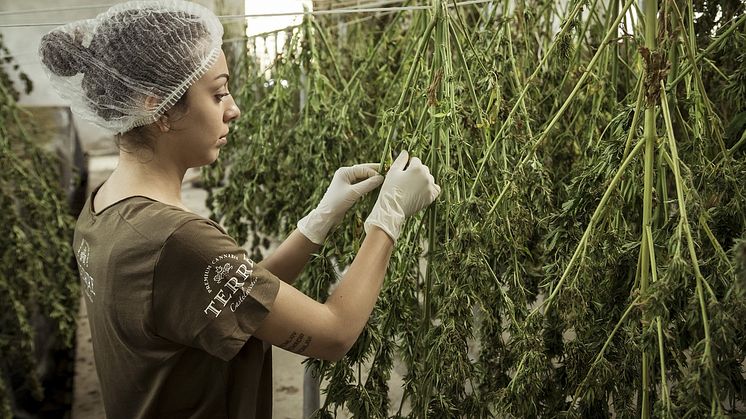 Genetiska samband mellan cannabis och psykiatriska sjukdomar Foto: Pixabay CC0