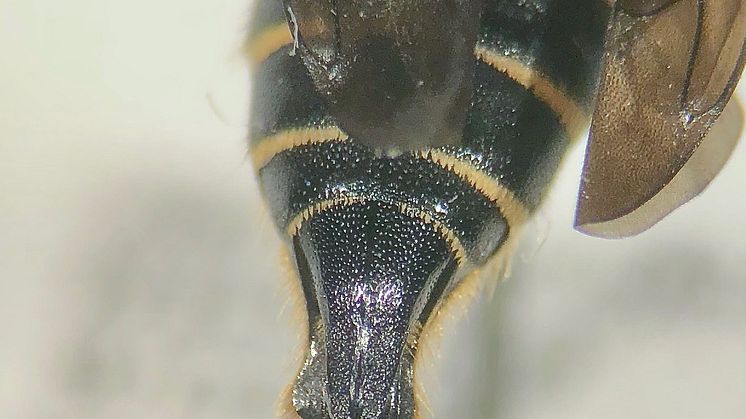 Träkägelbi (Coelioxys alatus)