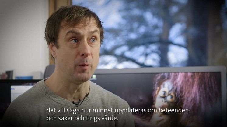 Korpar och människoapor planerar utan att tänka