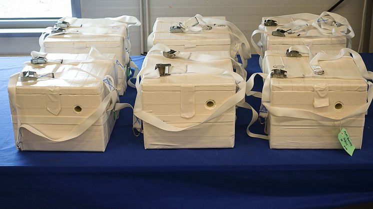 Sex infraljudssensorer kommer att hänga under tre ballonger som inom kort samtidigt släpps från rymdbasen Esrange. Foto: Johan Kero, IRF