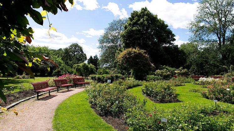 Rosariet ligger i Frognerparken. Et perfekt sted å fri på.