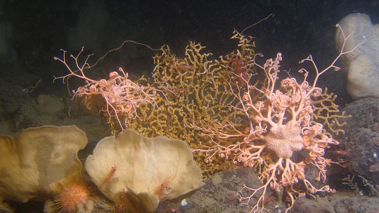 Rödlista 2020 -Biologisk mångfald i Västerhavet