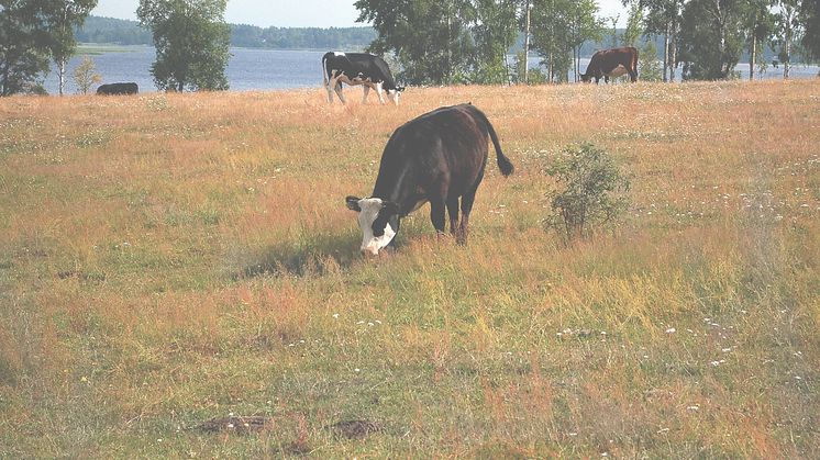 ​Här kan Vallentunas lantbrukare få hjälp vid torka
