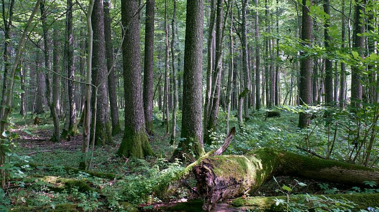 27793057-alder-tree-deciduous-stand