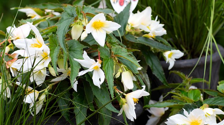 Begonia boliviensis Summerwings Boliviabegonia Foto @annikasnaturligating