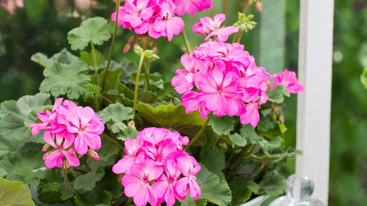 Pelargonium ´Knapa-Trädet´