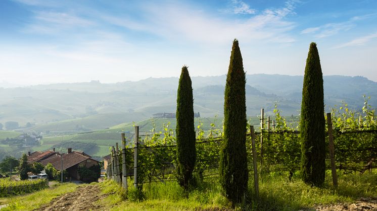 Conteisa Vineyard