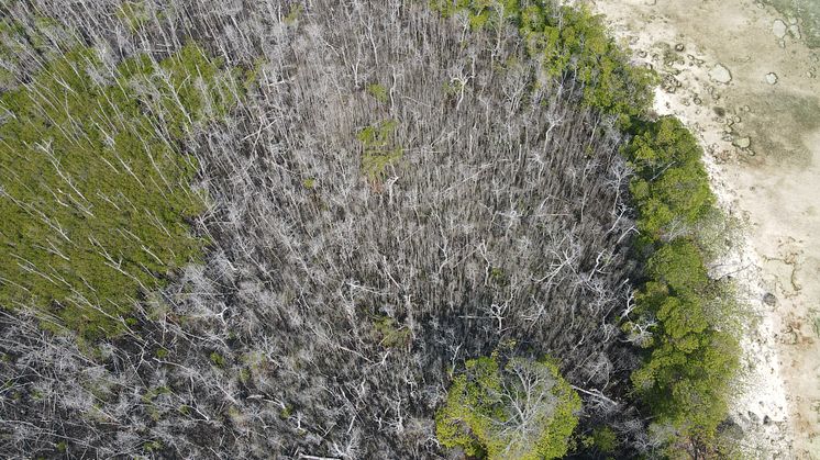 Mangrove dieback in the Maldives 5.JPG