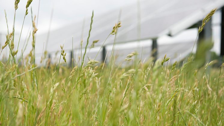 Solsidan 1, där det under våren kommer att inledas försök för att utreda möjligheterna med odling och biologisk mångfald. Foto: Varberg Energi